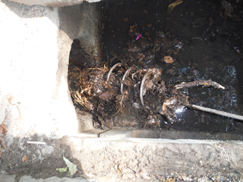 施工事例：排水管内の位木の根の除去